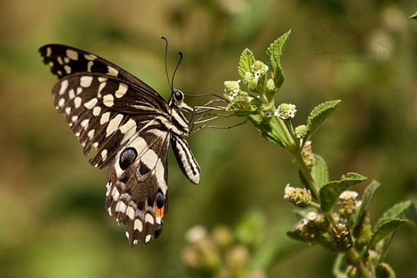 Otakárek (Papilio demodocus)