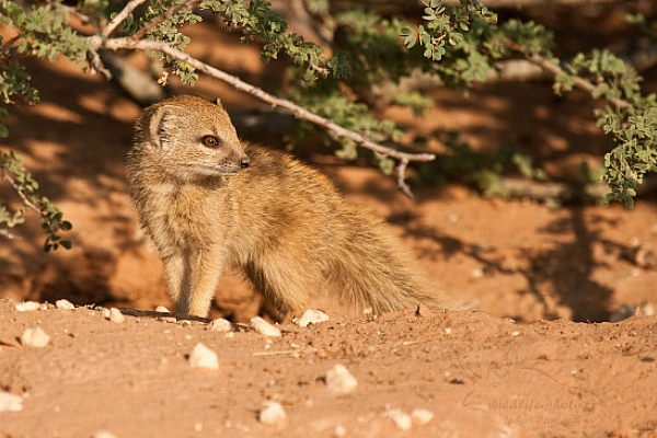 Mangusta liščí (Cynictis penicillata)