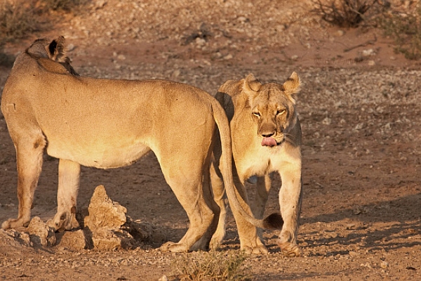 Lev jihoafrický (Panthera leo krugeri)