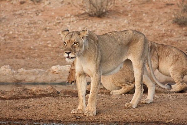 Lev jihoafrický (Panthera leo krugeri)