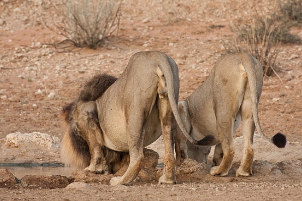 Lev jihoafrický (Panthera leo krugeri)