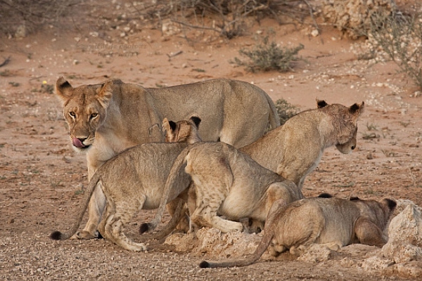 Lev jihoafrický (Panthera leo krugeri)