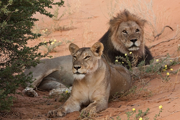 Lev jihoafrický (Panthera leo krugeri)