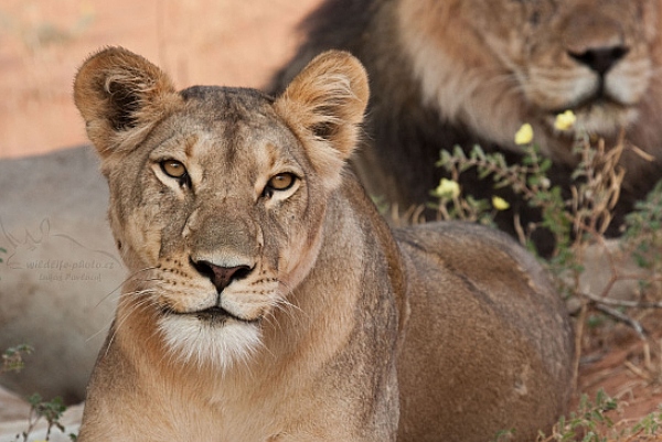 Lev jihoafrický (Panthera leo krugeri)