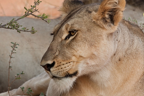 Lev jihoafrický (Panthera leo krugeri)