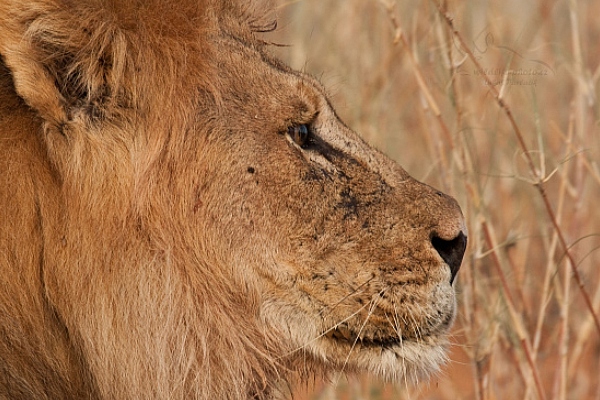 Lev jihoafrický (Panthera leo krugeri)