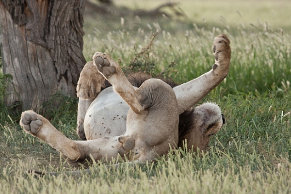 Lev jihoafrický (Panthera leo krugeri)