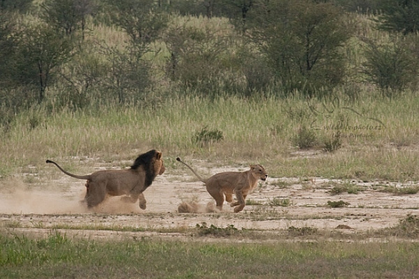 Lev jihoafrický (Panthera leo krugeri)