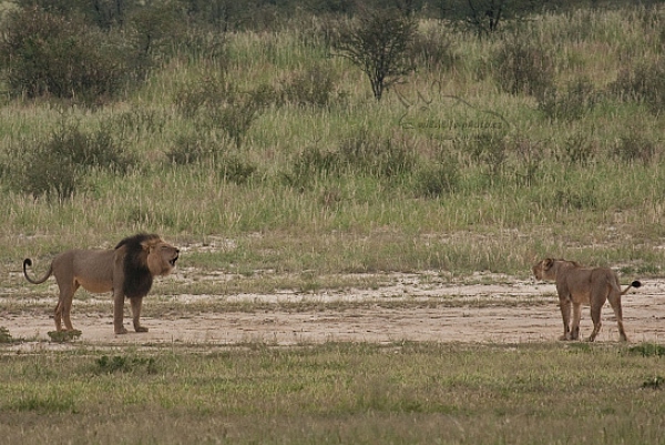 Lev jihoafrický (Panthera leo krugeri)