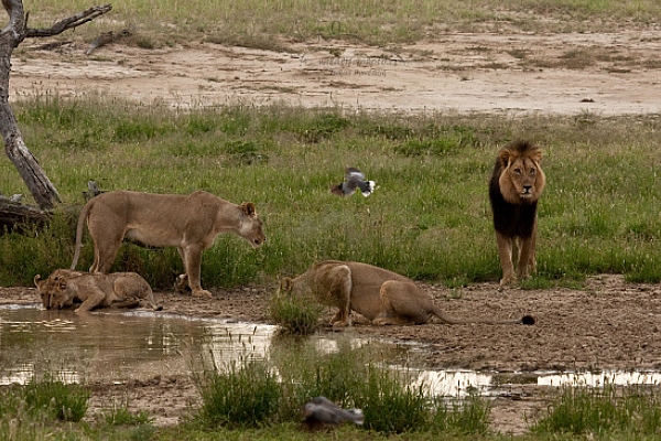 Lev jihoafrický (Panthera leo krugeri)