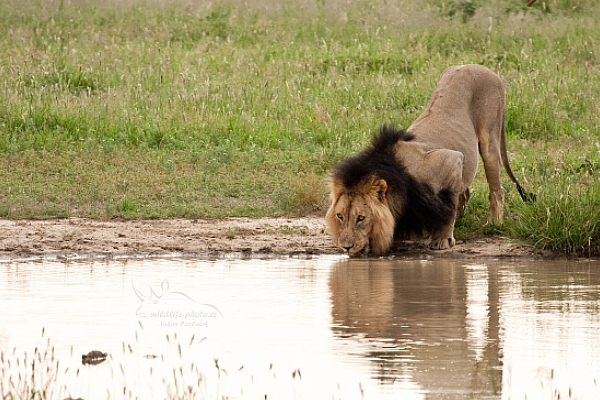 Lev jihoafrický (Panthera leo krugeri)