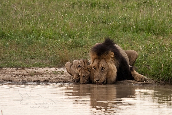 Lev jihoafrický (Panthera leo krugeri)