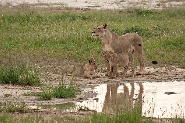 Lev jihoafrický (Panthera leo krugeri)