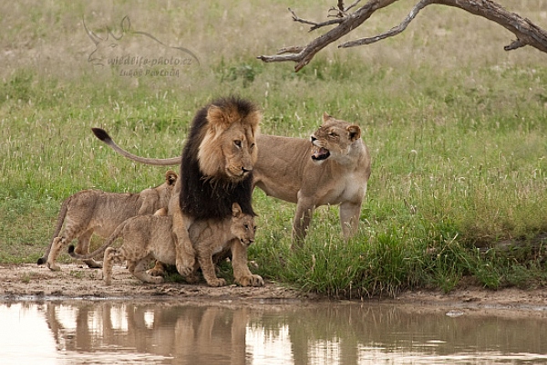 Lev jihoafrický (Panthera leo krugeri)