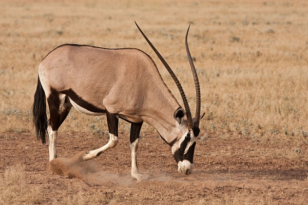 Přímorožec jihoafrický (Oryx gazella)