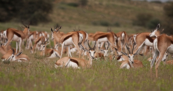 Antilopa skákavá (Antidorcas marsupialis)