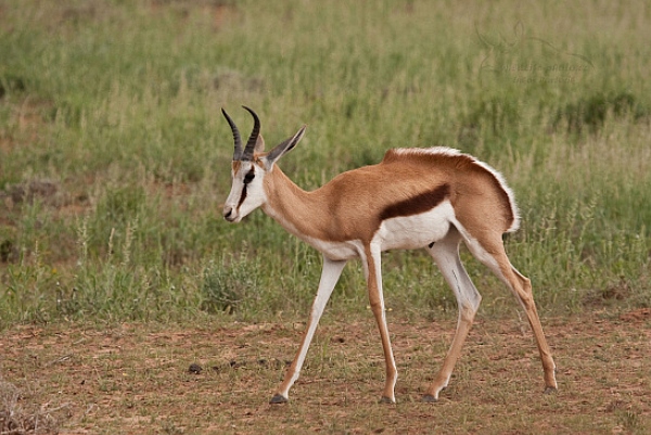 Antilopa skákavá (Antidorcas marsupialis)