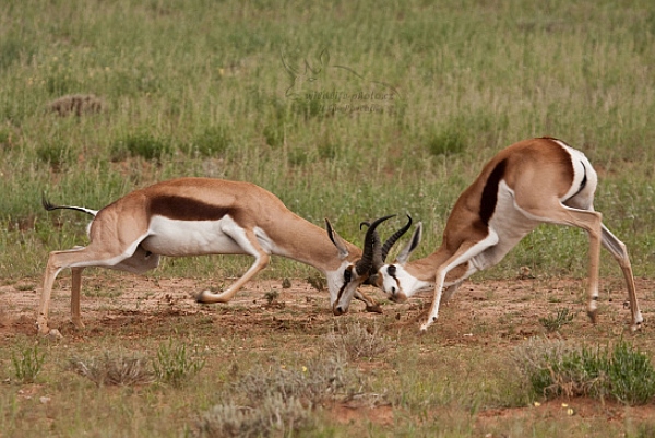 Antilopa skákavá (Antidorcas marsupialis)