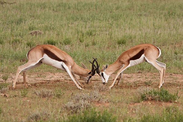 Antilopa skákavá (Antidorcas marsupialis)