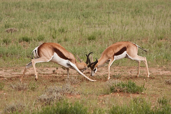 Antilopa skákavá (Antidorcas marsupialis)