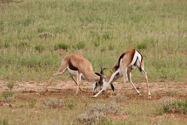 Antilopa skákavá (Antidorcas marsupialis)