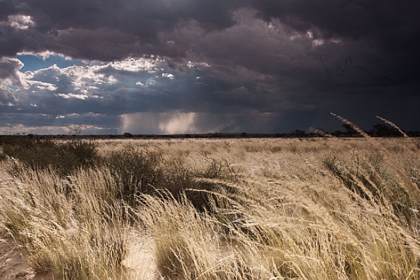 Kalahari před bouřkou, Gemsbok N.P., South Africa