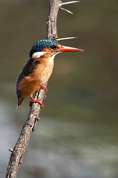 Ledňáček modropláštikový (Alcedo cristata)