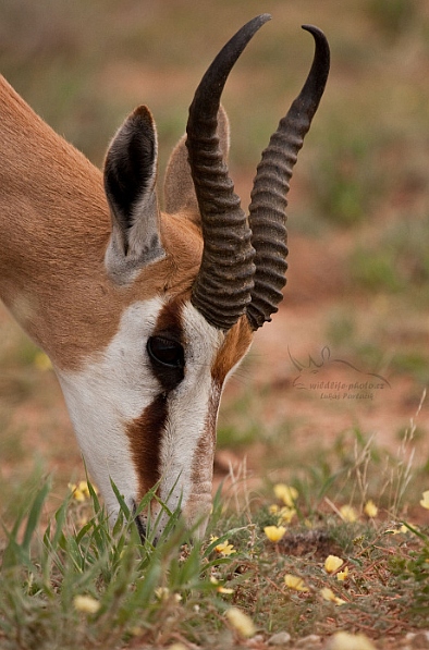 Antilopa skákavá (Antidorcas marsupialis)