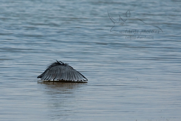 Volavka černá (Egretta ardesiaca)