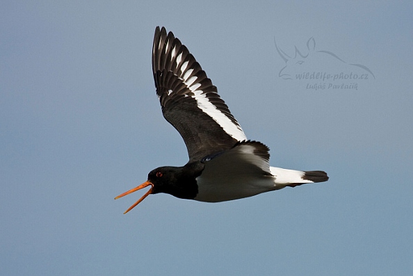 Ústřičník velký (Haematopus ostralegus)