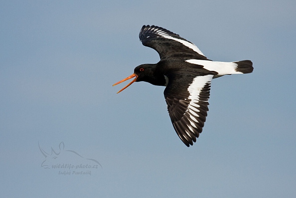 Ústřičník velký (Haematopus ostralegus)