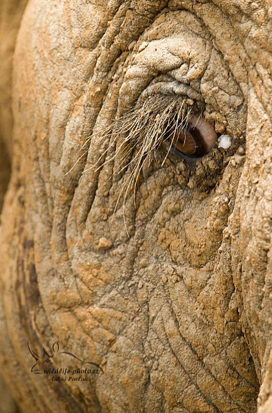 Slon jihoafrický (Loxodonta a. africana)