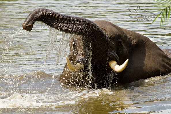 Slon jihoafrický (Loxodonta a. africana)