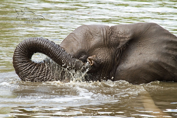 Slon jihoafrický (Loxodonta a. africana)