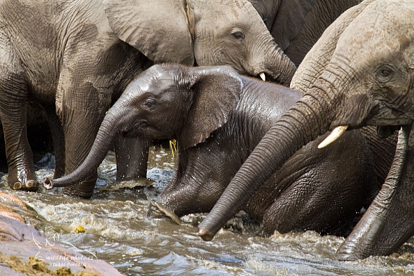 Slon jihoafrický (Loxodonta a. africana)