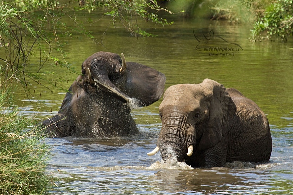 Slon jihoafrický (Loxodonta a. africana)