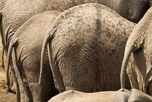 Slon jihoafrický (Loxodonta a. africana)