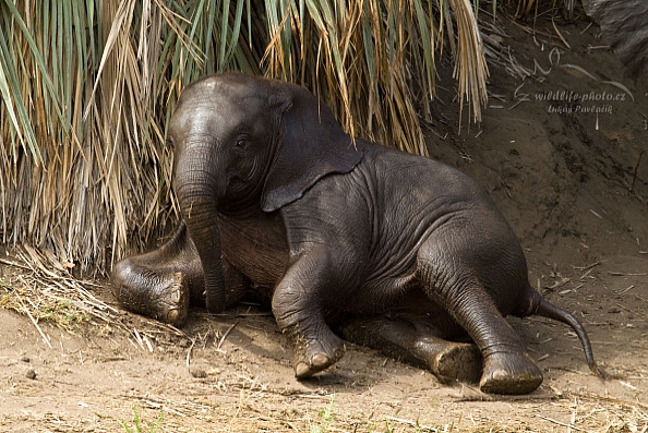 Slon jihoafrický (Loxodonta a. africana)