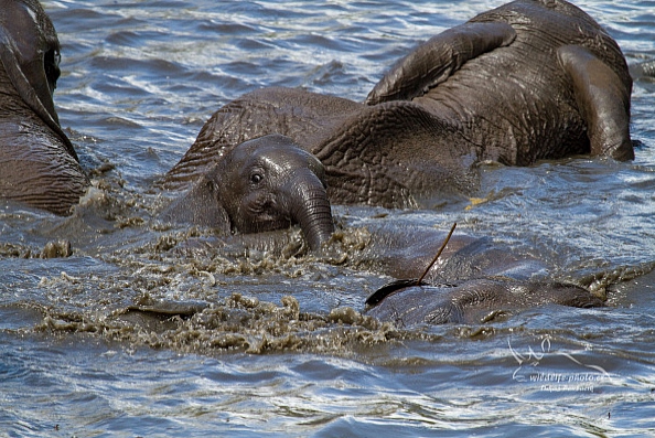 Slon jihoafrický (Loxodonta a. africana)