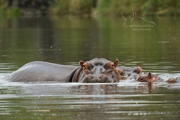 Hroch obojživelný (Hippopotamus amphibius)