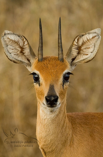 Antilopa travní (Raphicerus campestris)