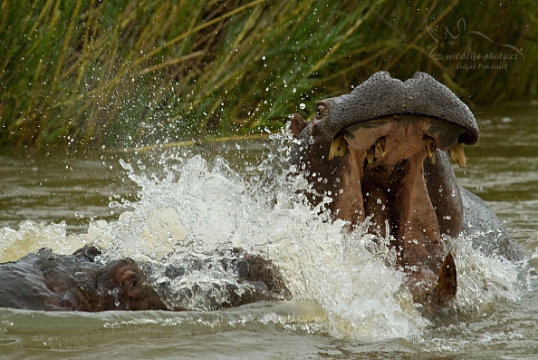 Hroch obojživelný (Hippopotamus amphibius)