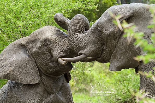 Slon jihoafrický (Loxodonta a. africana)