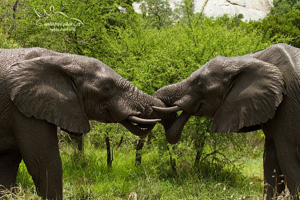 Slon jihoafrický (Loxodonta a. africana)