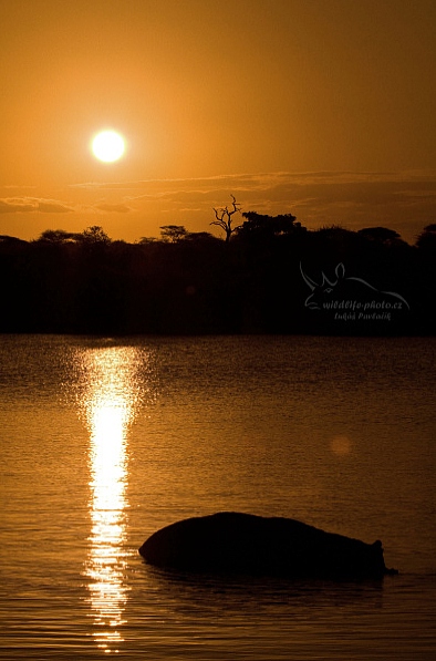 Hroch obojživelný (H. amphibius), Sunset Dam