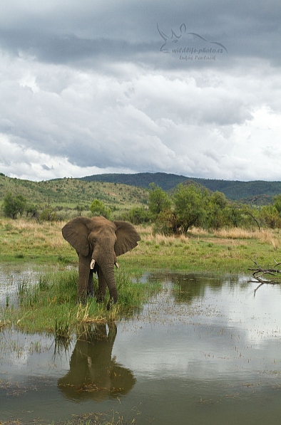 Slon jihoafrický (Loxodonta a. africana)