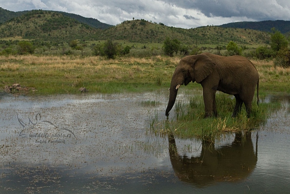 Slon jihoafrický (Loxodonta a. africana)