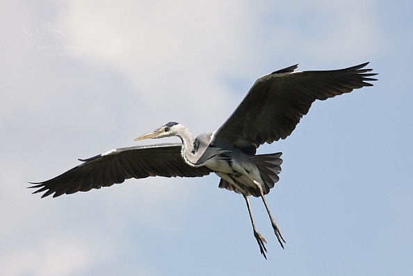 Volavka popelavá (Ardea cinerea)