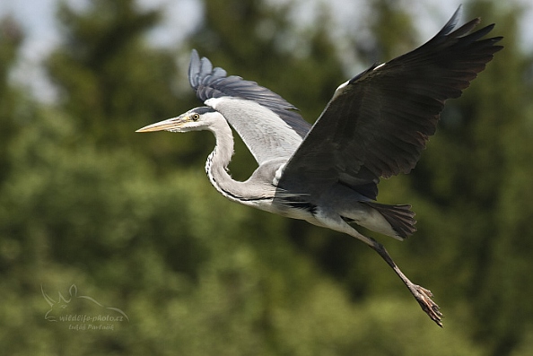 Volavka popelavá (Ardea cinerea)