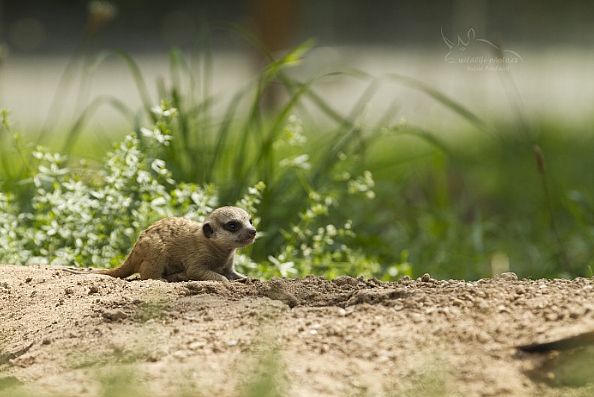 Surikata (Suricata suricatta)